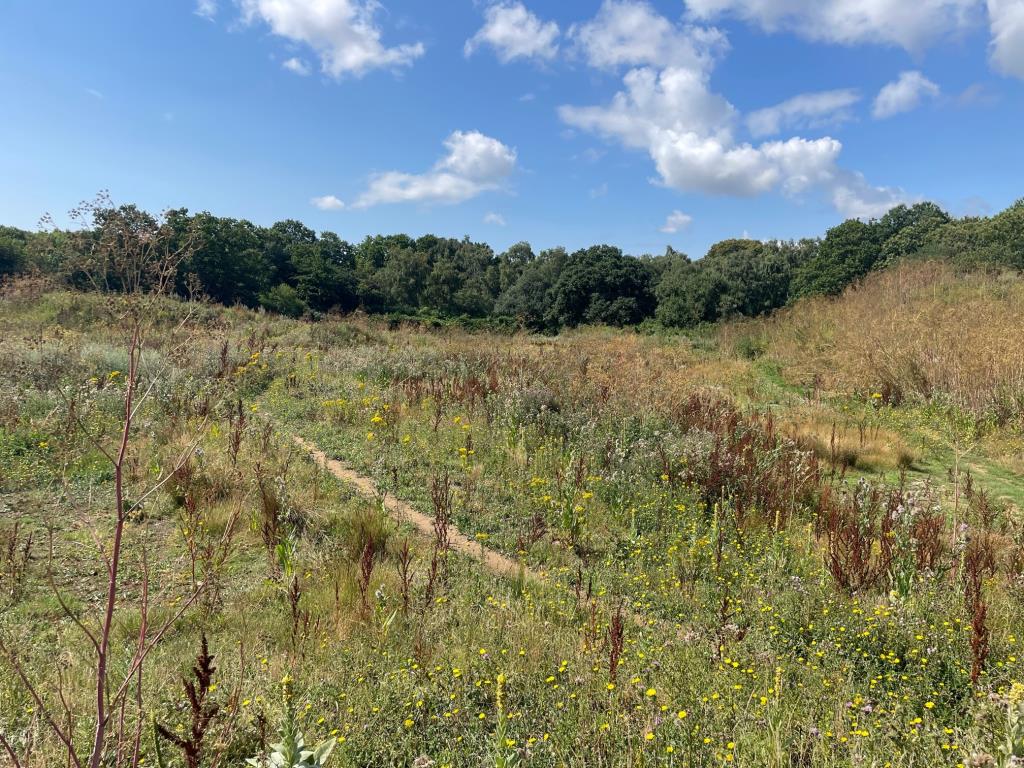 Lot: 134 - OVER 16 ACRES OF LAND INCORPORATING WOODLAND - General view of the site